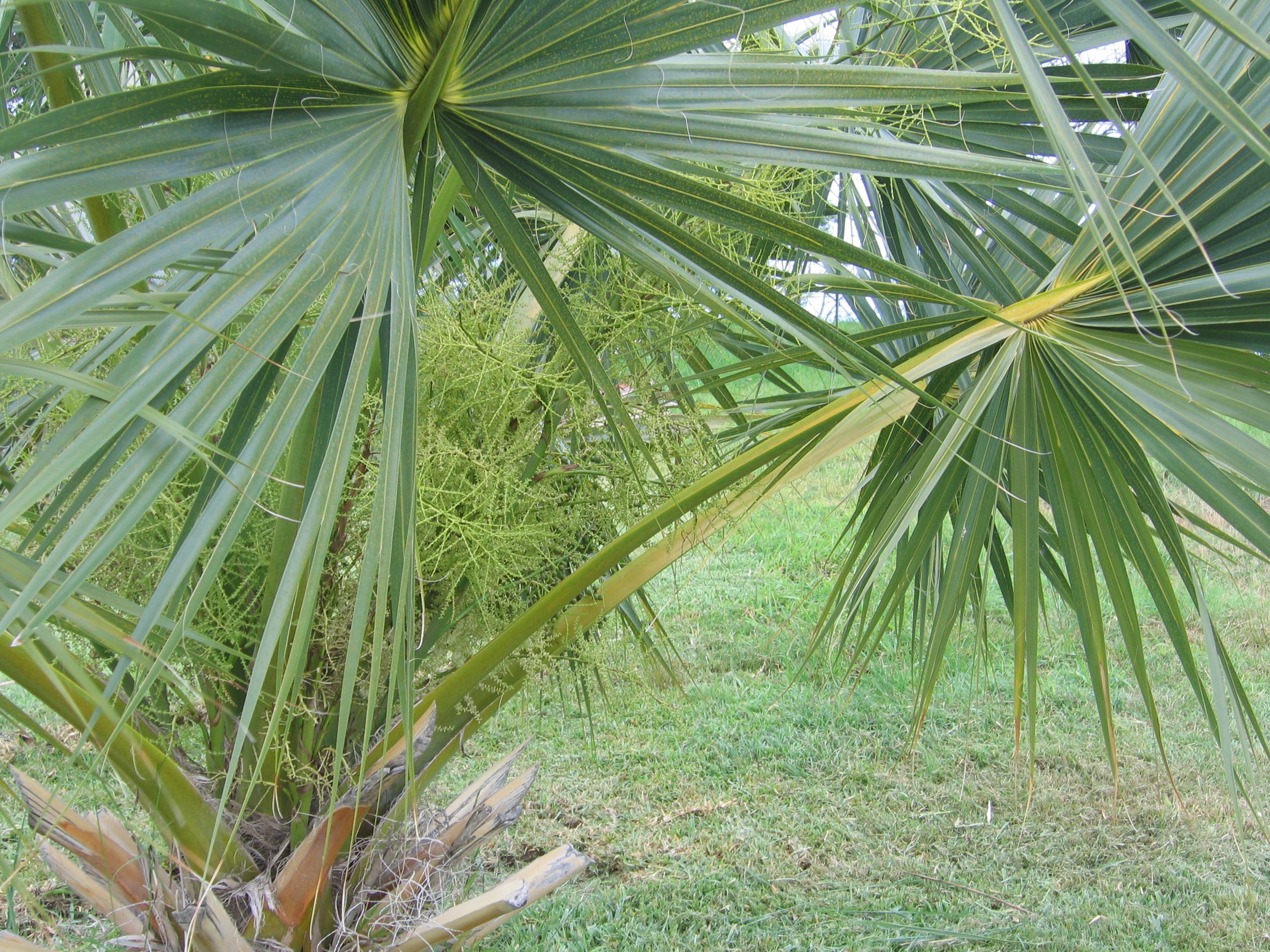 endemic flora in Mauritius