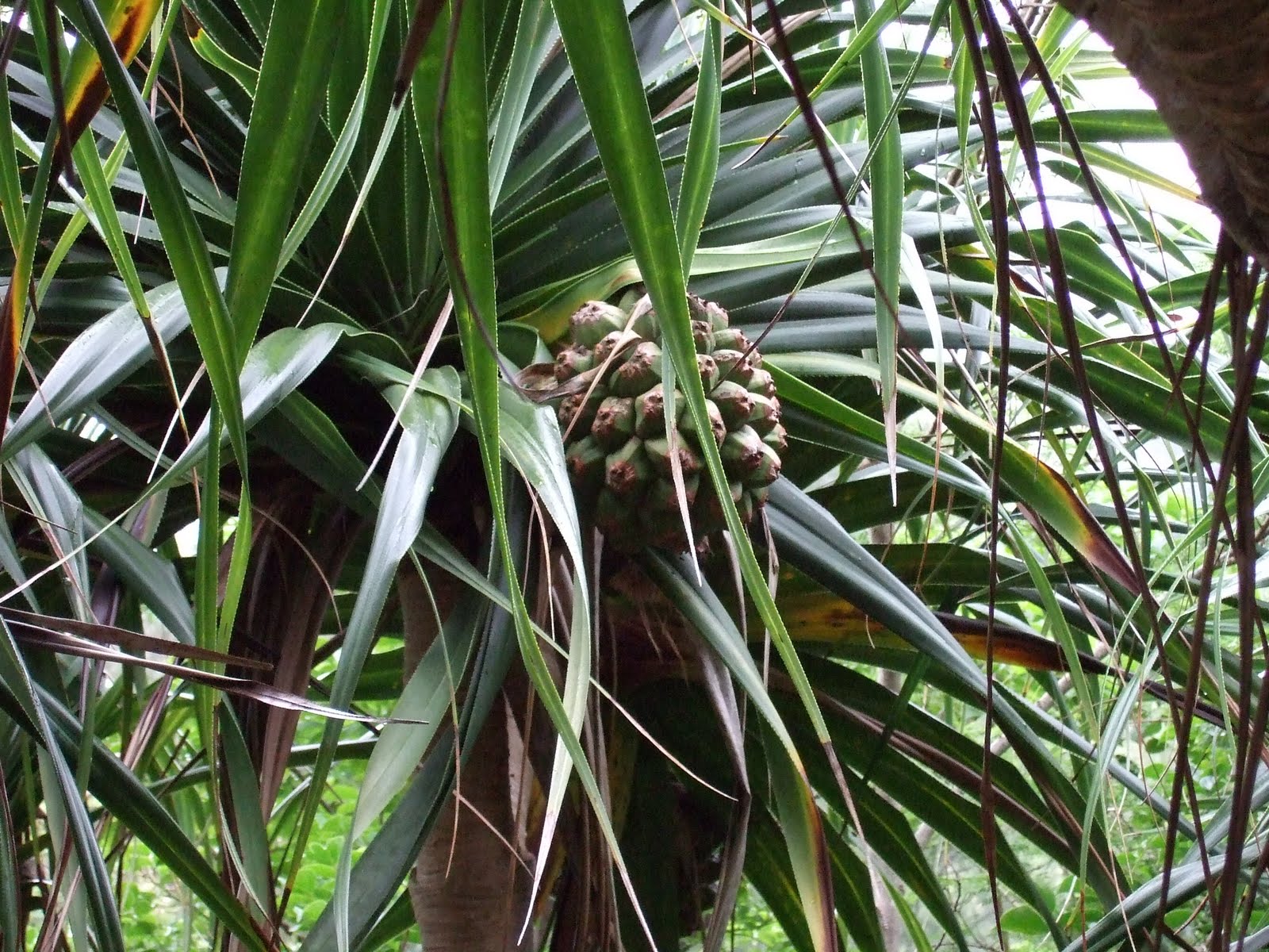 endemic flora in Mauritius