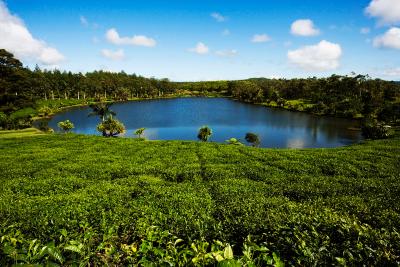 Plantations de thé à l'Ile Maurice